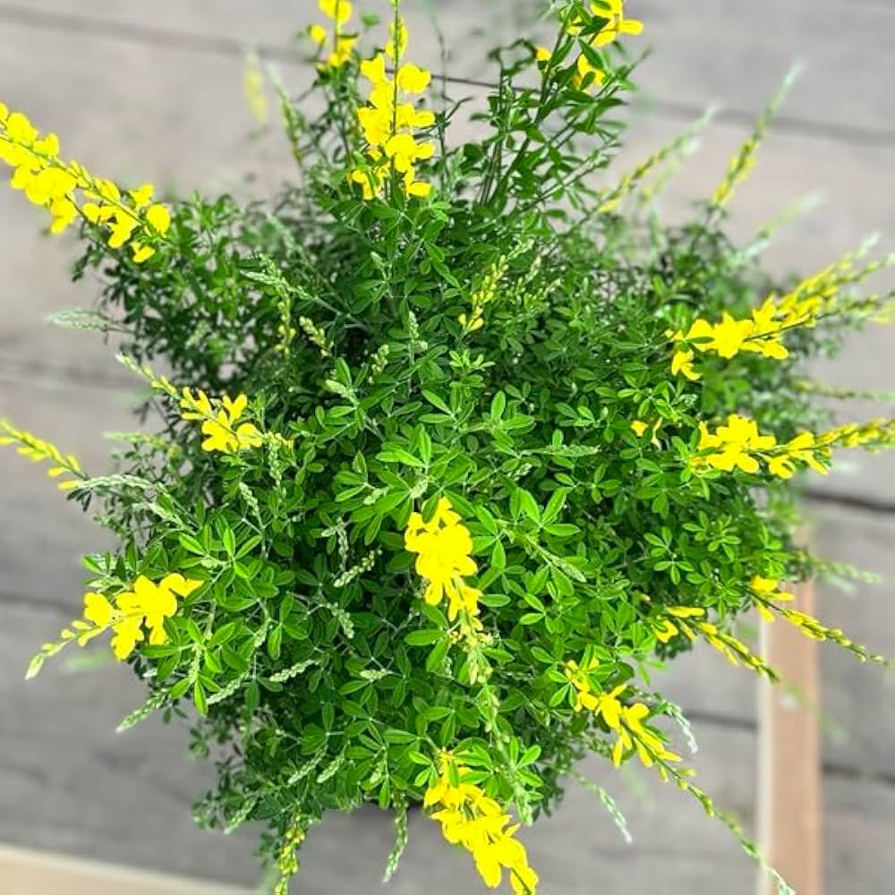 姫エニシダ　盆栽 Amazon｜鉢花 観葉植物：エニシダ*6号 黒プラ 姫エニシダ